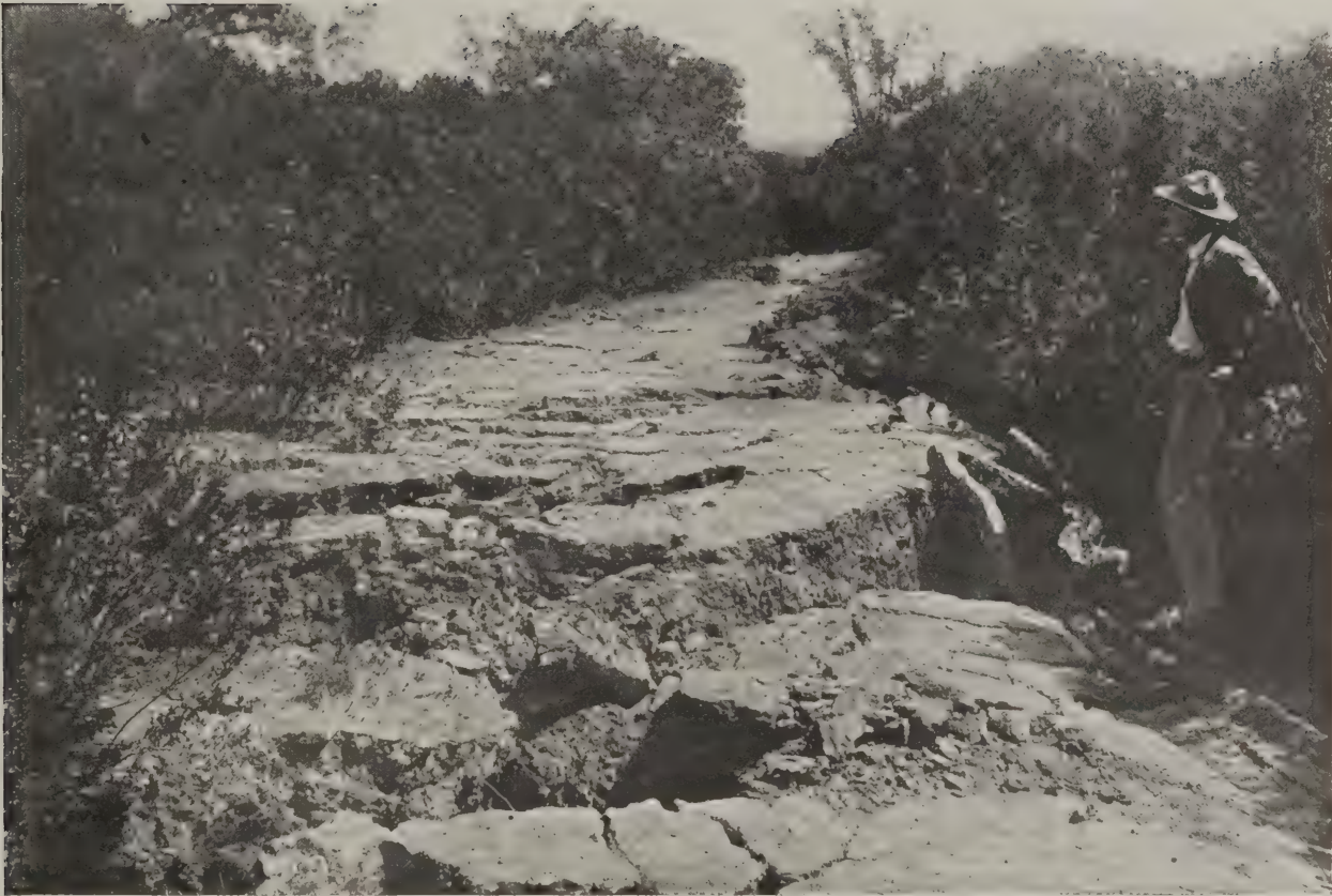 Ground rupture on Alpine Road after the 1906 earthquake