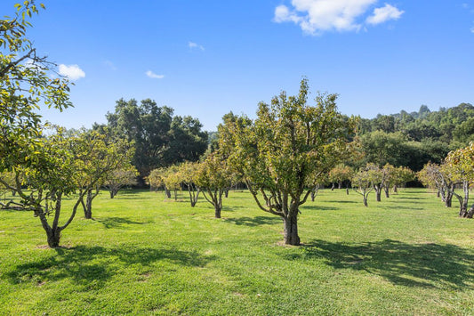 Rows of fruit trees in the Jelich Ranch orchard in Portola Valley.