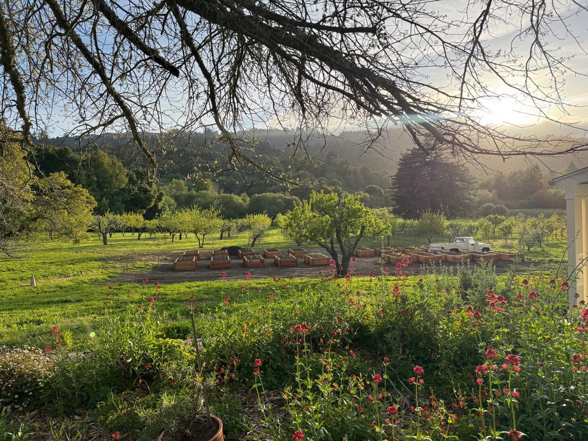 Spring greenery, flowers and raised beds in the Jelich Ranch orchard.